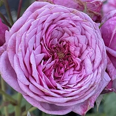 Саженцы роз ДЬЮРАНС АНСЬОН шраб  Саженцы роз ДЬЮРАНС АНСЬОН шраб в Ростове-на-Дону