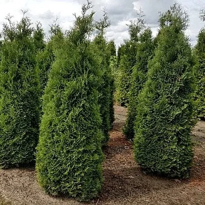 Туя ХОЛМСТРУП западная  Туя ХОЛМСТРУП западная в Ростове-на-Дону
