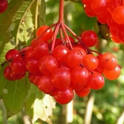 Калина ПАМЯТИ ВАЛЕНТИНЫ  Калина ПАМЯТИ ВАЛЕНТИНЫ в Ростове-на-Дону