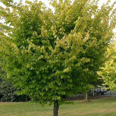 Вяз обыкновенный  Вяз обыкновенный в Ростове-на-Дону