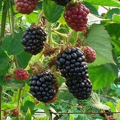 Ежевика ЧЕСТЕР бесшипная  Ежевика ЧЕСТЕР бесшипная в Ростове-на-Дону