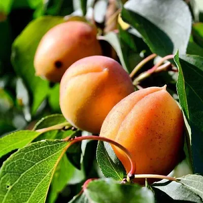 Абрикос БАЙ  Абрикос БАЙ в Ростове-на-Дону