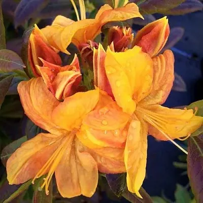 Азалия КЛОНДАЙК листопадная в Ростове-на-Дону