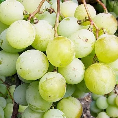 Виноград КЕША МУСКАТ  Виноград КЕША МУСКАТ в Ростове-на-Дону