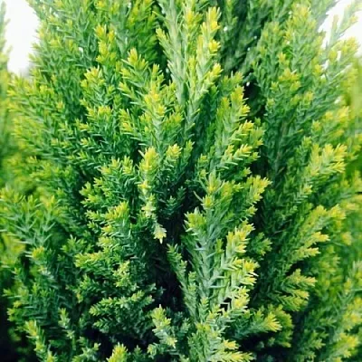 Кипарисовик  Кипарисовик в Ростове-на-Дону