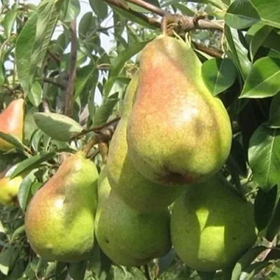 Груша ДЕЛЬБАРЬЮ  Груша ДЕЛЬБАРЬЮ в Ростове-на-Дону