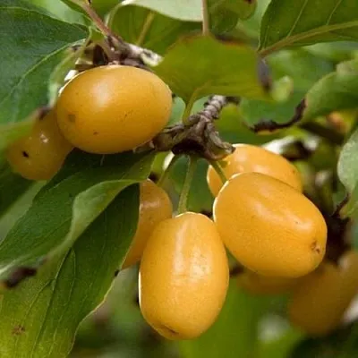 Кизил ЯНТАРНЫЙ  Кизил ЯНТАРНЫЙ в Ростове-на-Дону