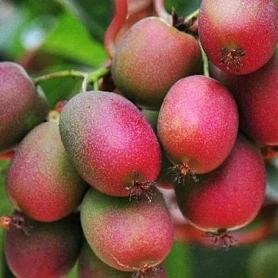 Актинидия ВЕЙКИ аргута  Актинидия ВЕЙКИ аргута в Ростове-на-Дону