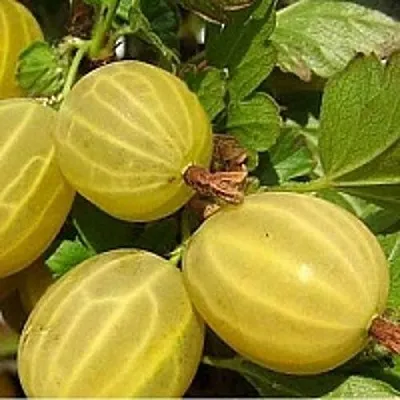 Крыжовник ЯРОВОЙ  Крыжовник ЯРОВОЙ в Ростове-на-Дону