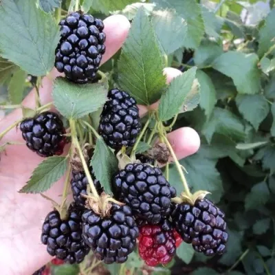 Ежевика ОУАЧИТА бесшипная — описание сорта Ежевика ОУАЧИТА бесшипная в Ростове-на-Дону