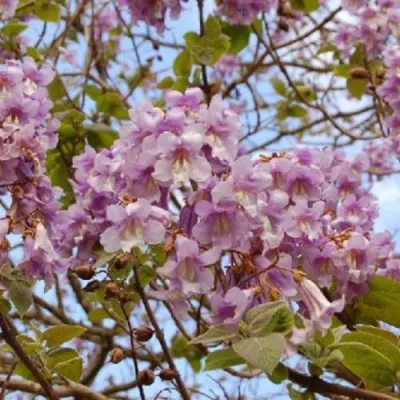 Павлония ПАО ТОГН Z07 — описание сорта Павлония ПАО ТОГН Z07 в Ростове-на-Дону