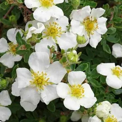 Лапчатка ТИЛФОРД КРИМ кустарниковая  Лапчатка ТИЛФОРД КРИМ кустарниковая в Ростове-на-Дону