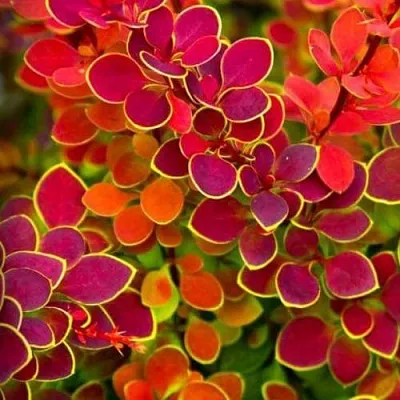 Барбарис ОРАНЖ САНРАЙЗ тунберга в Ростове-на-Дону