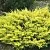 Можжевельник ЛАЙМ ГЛОУ горизонтальный в Ростове-на-Дону