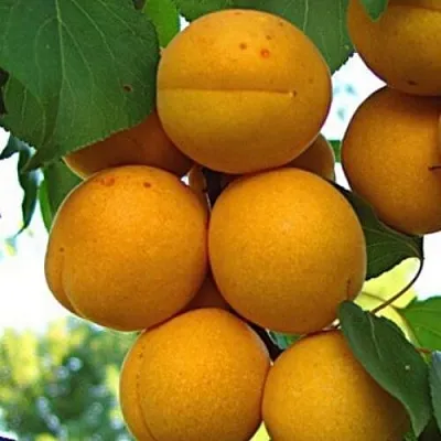 Абрикос ОНТАРИО  Абрикос ОНТАРИО в Ростове-на-Дону