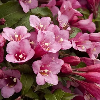 Вейгела ФЛОРИДА  Вейгела ФЛОРИДА в Ростове-на-Дону