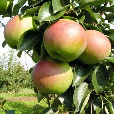 Груша КУПАЛА  Груша КУПАЛА в Ростове-на-Дону