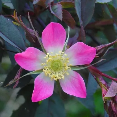 Саженцы роз сизая в Ростове-на-Дону