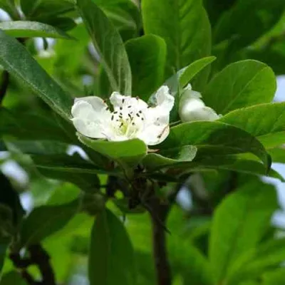 МУШМУЛА  — описание сорта МУШМУЛА  в Ростове-на-Дону