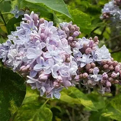 Сирень АУКУБАФОЛИЯ  Сирень АУКУБАФОЛИЯ в Ростове-на-Дону