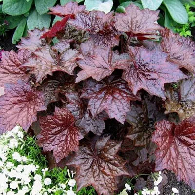 Гейхера ПАЛАС ПУРПЛ  Гейхера ПАЛАС ПУРПЛ в Ростове-на-Дону