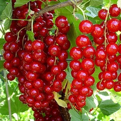 Смородина красная ЙОНКЕР ВАН ТЕТС  Смородина красная ЙОНКЕР ВАН ТЕТС в Ростове-на-Дону