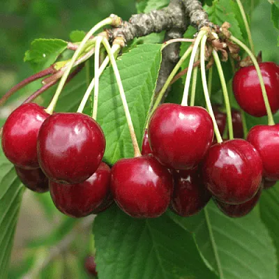 Черешня ГРОНКОВАЯ  Черешня ГРОНКОВАЯ в Ростове-на-Дону