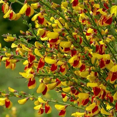 Ракитник  Ракитник в Ростове-на-Дону