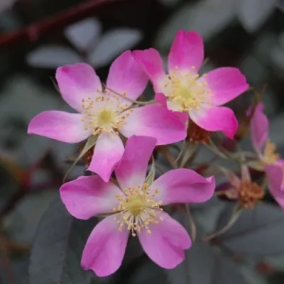 Саженцы роз сизая в Ростове-на-Дону