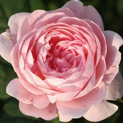 Саженцы роз КУИН ОФ СУИДЕН английская  Саженцы роз КУИН ОФ СУИДЕН английская в Ростове-на-Дону