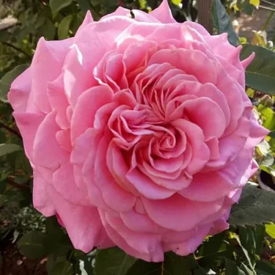 Саженцы роз ЭШЛИ чайно-гибридная — описание сорта Саженцы роз ЭШЛИ чайно-гибридная в Ростове-на-Дону