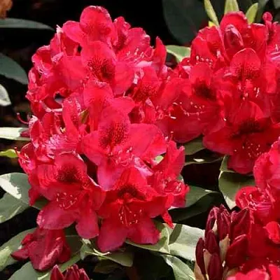 Рододендрон МАТАДОР  Рододендрон МАТАДОР в Ростове-на-Дону