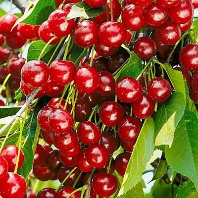 Вишня БРУСНИЦЫНА степная  Вишня БРУСНИЦЫНА степная в Ростове-на-Дону