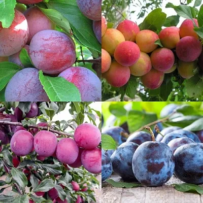 Комплект СЛИВОВЫЙ САД в Ростове-на-Дону