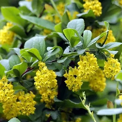 Барбарис корейский  Барбарис корейский в Ростове-на-Дону