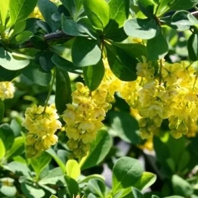 Барбарис ИНДИАН САММЕР   Барбарис ИНДИАН САММЕР  в Ростове-на-Дону