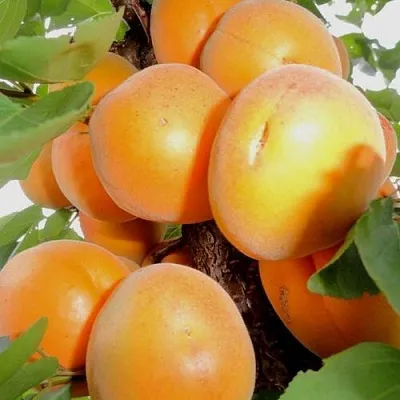 Абрикос ДЕСЕРТНЫЙ  Абрикос ДЕСЕРТНЫЙ в Ростове-на-Дону