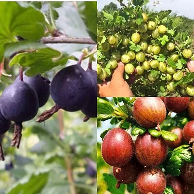 Комплект КРЫЖОВНИК MIX в Ростове-на-Дону