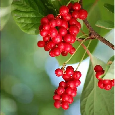 Лимонник ДЕБЮТ китайский  Лимонник ДЕБЮТ китайский в Ростове-на-Дону