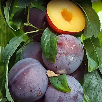 НЕКТАПРИУМ  НЕКТАПРИУМ в Ростове-на-Дону