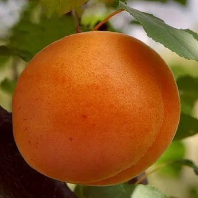 Абрикос ОЛИМП  Абрикос ОЛИМП в Ростове-на-Дону