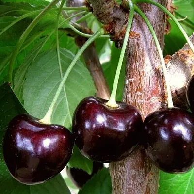 Черешня ДОНЕЦКИЙ УГОЛЁК  Черешня ДОНЕЦКИЙ УГОЛЁК в Ростове-на-Дону