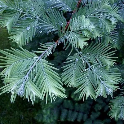 Метасеквойя  Метасеквойя в Ростове-на-Дону