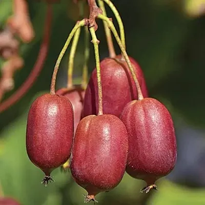 Актинидия СКАРЛЕТ СЕПТЕМБЕР аргута  Актинидия СКАРЛЕТ СЕПТЕМБЕР аргута в Ростове-на-Дону