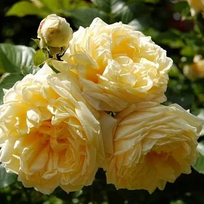 Саженцы роз НАДЯ МЕЙДИЛАНД почвопокровная  Саженцы роз НАДЯ МЕЙДИЛАНД почвопокровная в Ростове-на-Дону