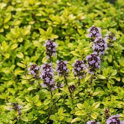 Тимьян АУРЕУС лимоннопахнущий  Тимьян АУРЕУС лимоннопахнущий в Ростове-на-Дону