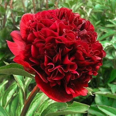 Пион РЕД ГРЕЙС травянистый  Пион РЕД ГРЕЙС травянистый в Ростове-на-Дону