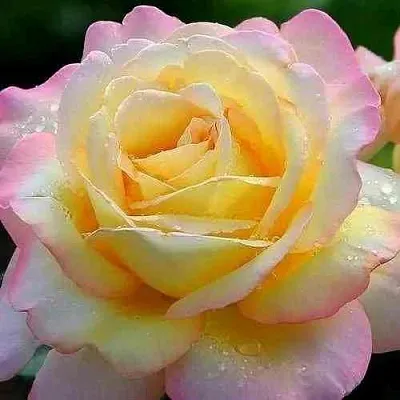 Саженцы роз ГЛОРИЯ ДЕЙ чайно-гибридная  Саженцы роз ГЛОРИЯ ДЕЙ чайно-гибридная в Ростове-на-Дону