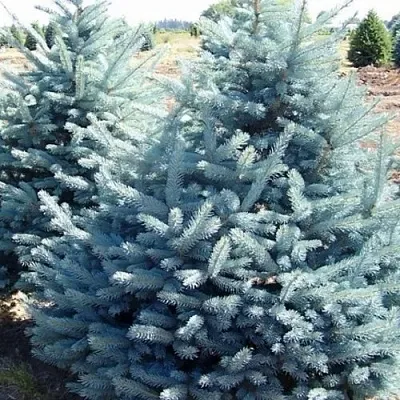 Ель ГЛАУКА колючая  Ель ГЛАУКА колючая в Ростове-на-Дону