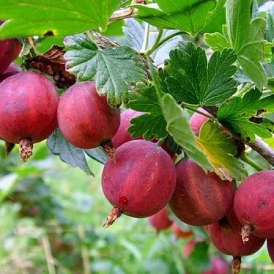 Крыжовник КРАСНОСЛАВЯНСКИЙ  Крыжовник КРАСНОСЛАВЯНСКИЙ в Ростове-на-Дону